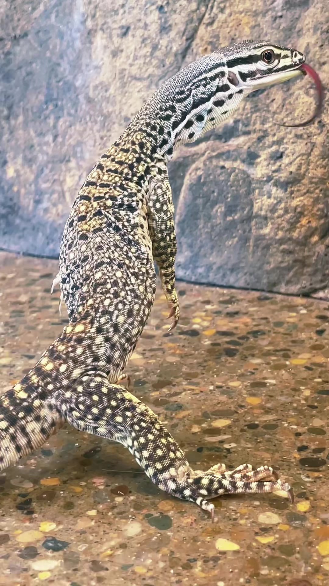 @The Reptarium