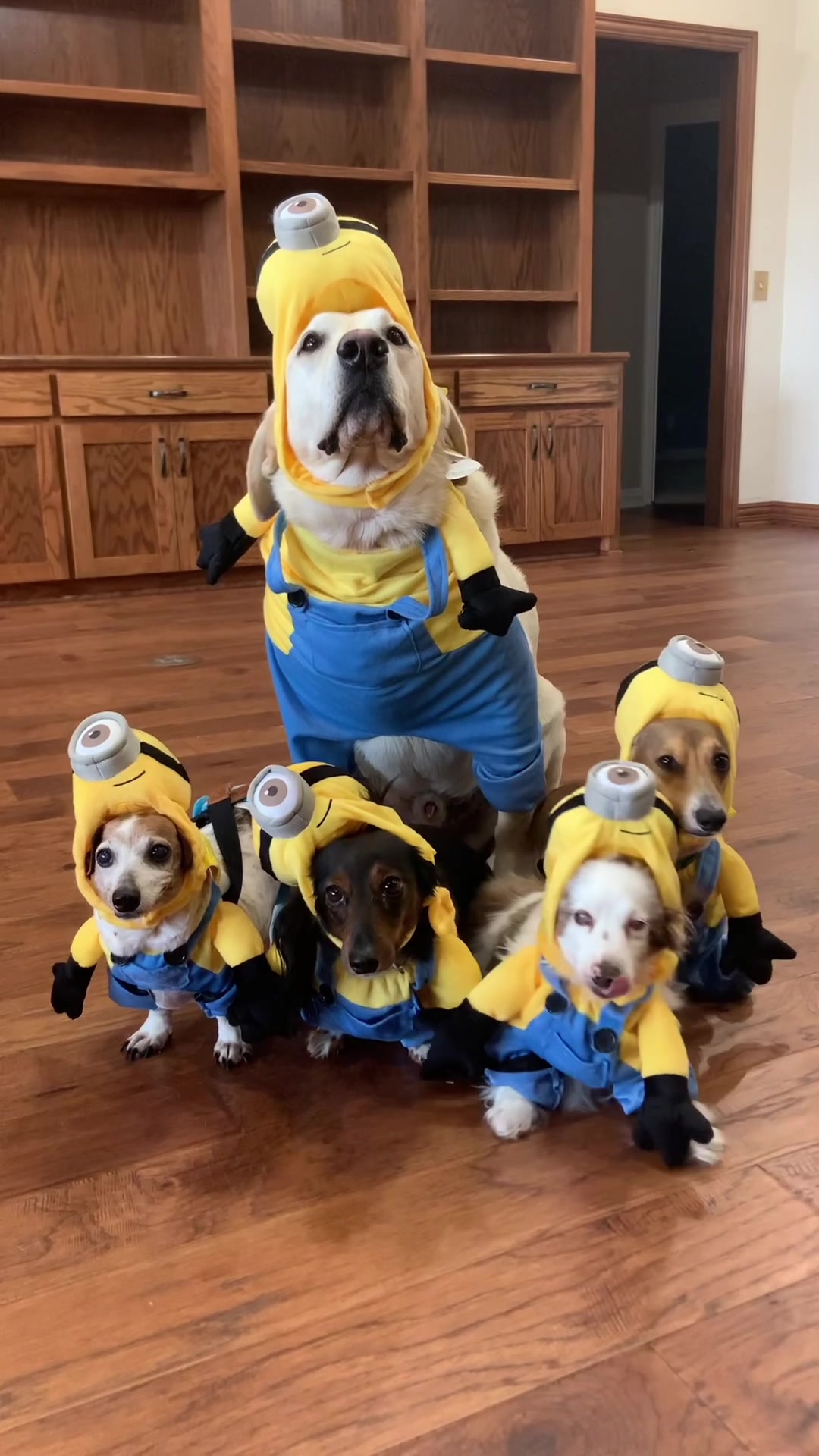 @@ballparkdoxies