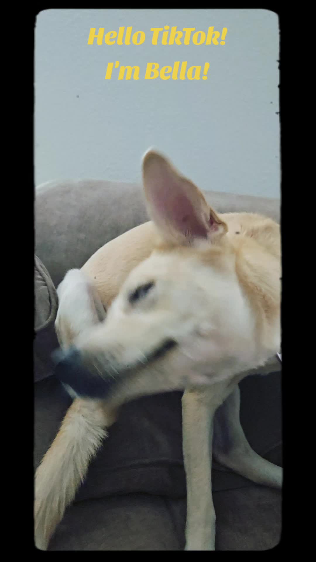 @Bella the Pup