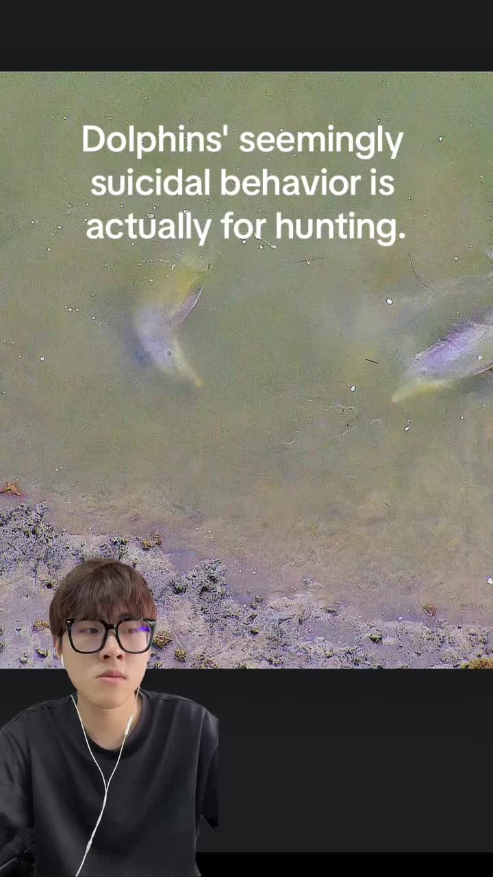 @aboutanimals