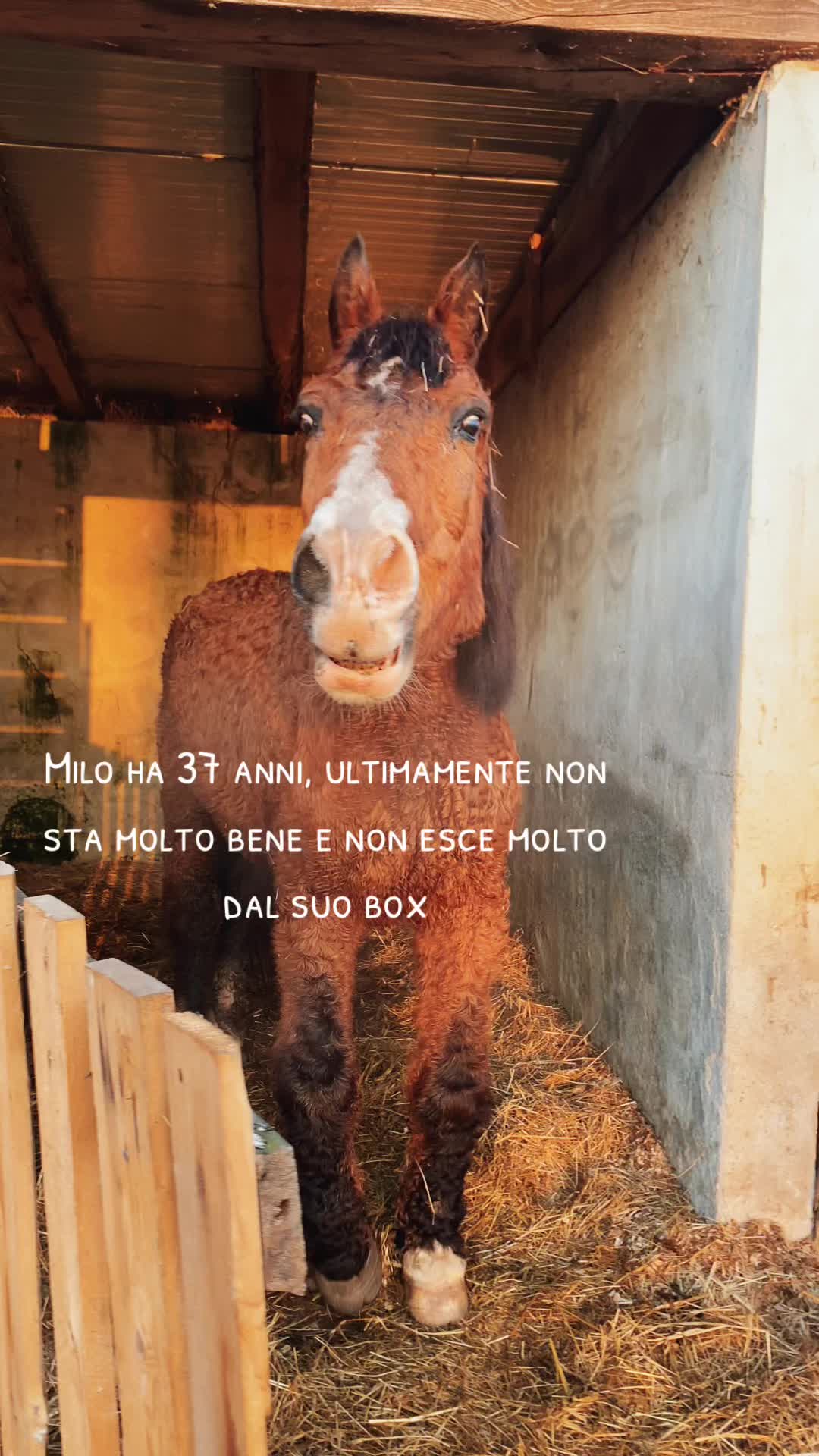 @Diario a Quattro Zampe