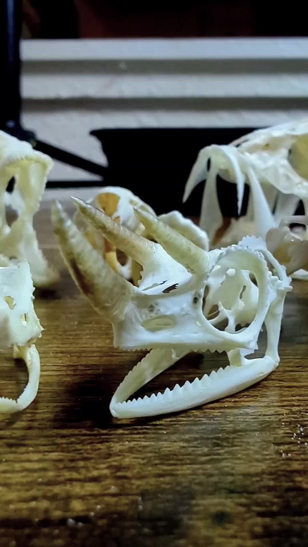 @Skullatorium