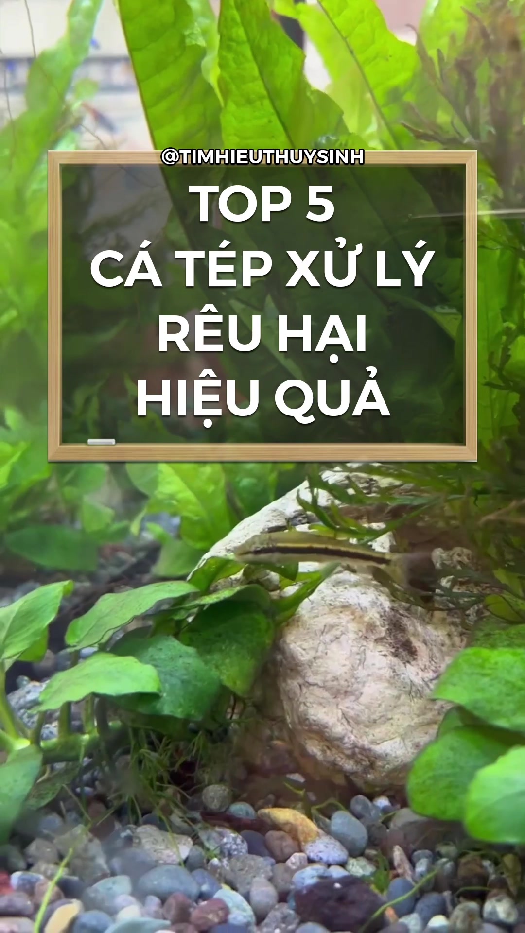 @Tìm Hiểu Thủy Sinh