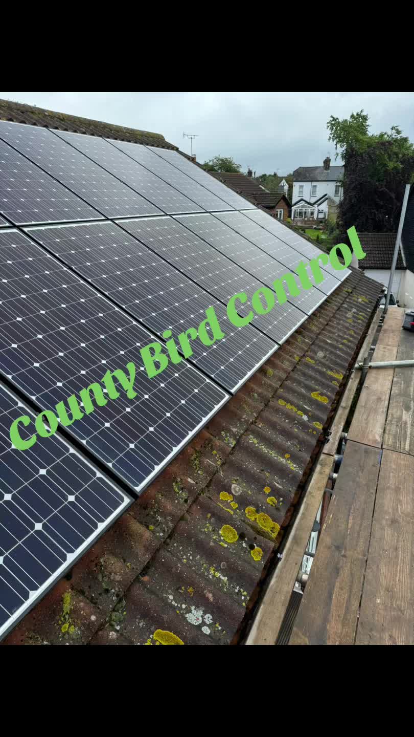 @CountyBirdControl