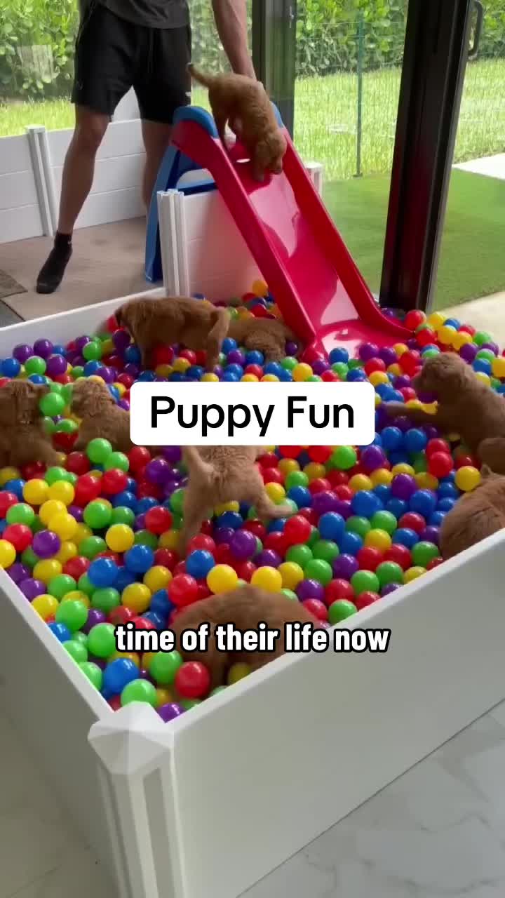 @K9 Kingz