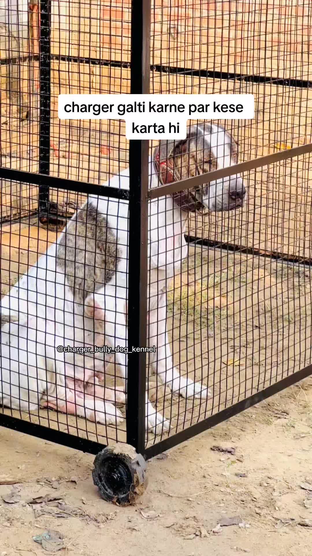 @charger bully dog kennel