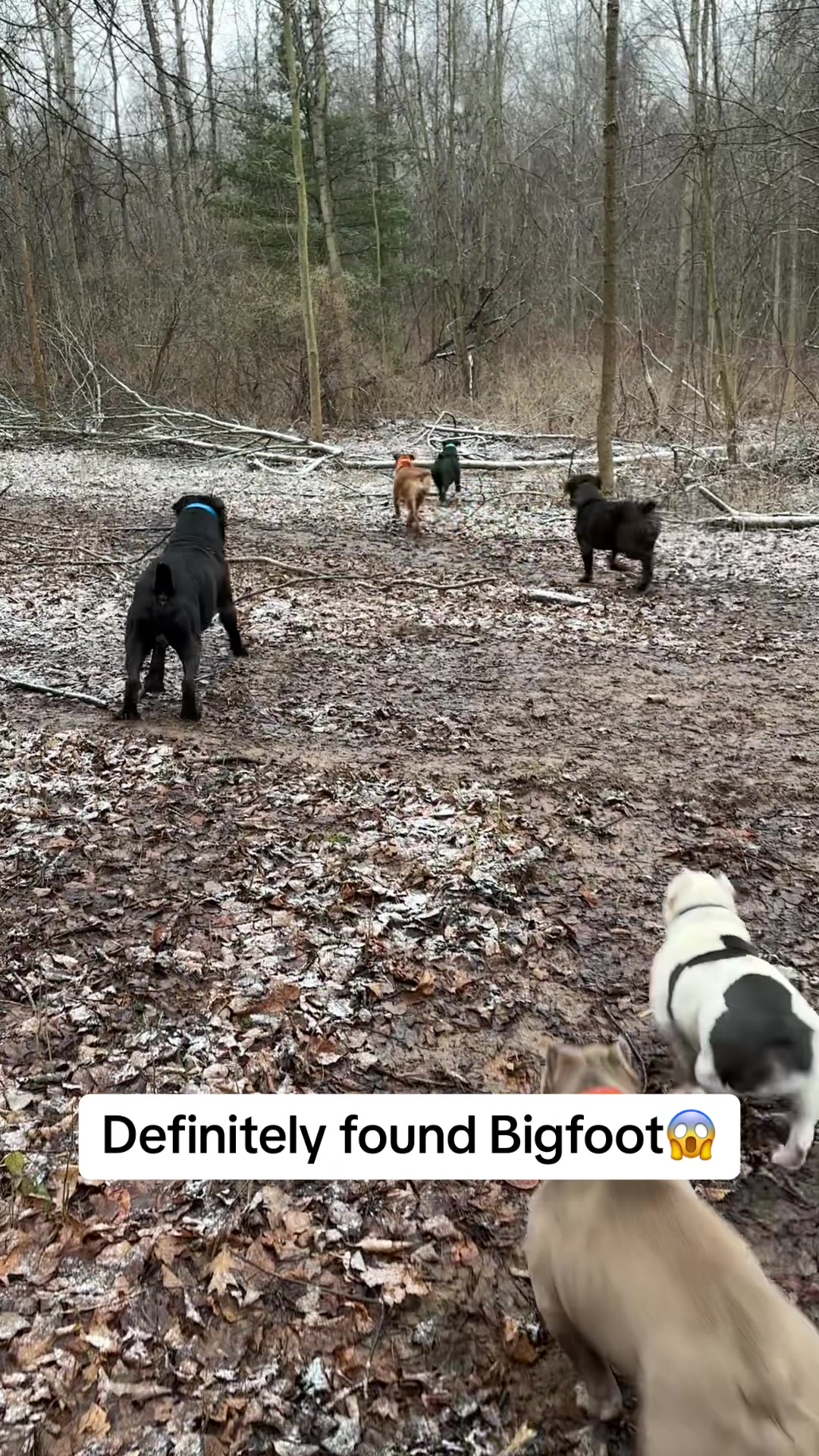 @Bigfoot Boerboels