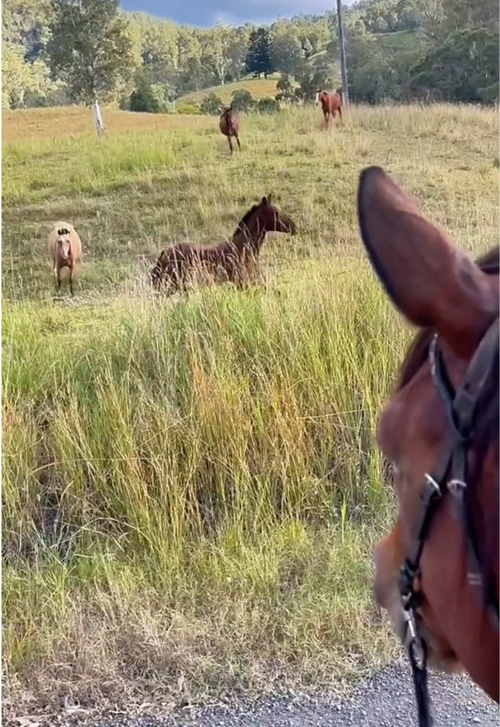 @Double F Performance Horses