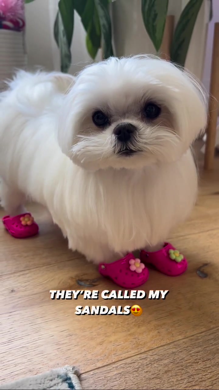 @mildred.the.maltese