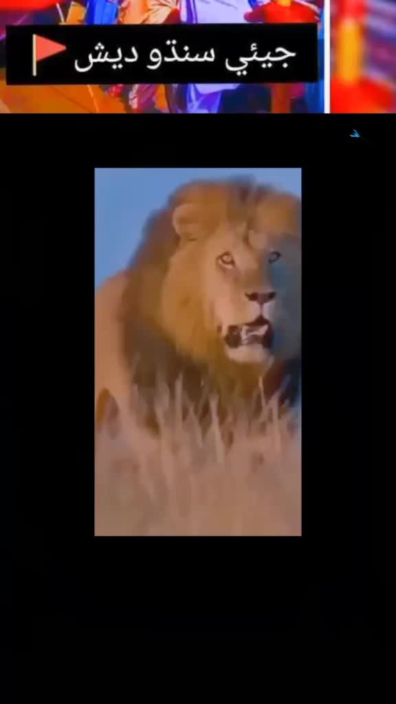 @Shaikh Sahab جيئي سنڌ 🙏🏻❤️💪