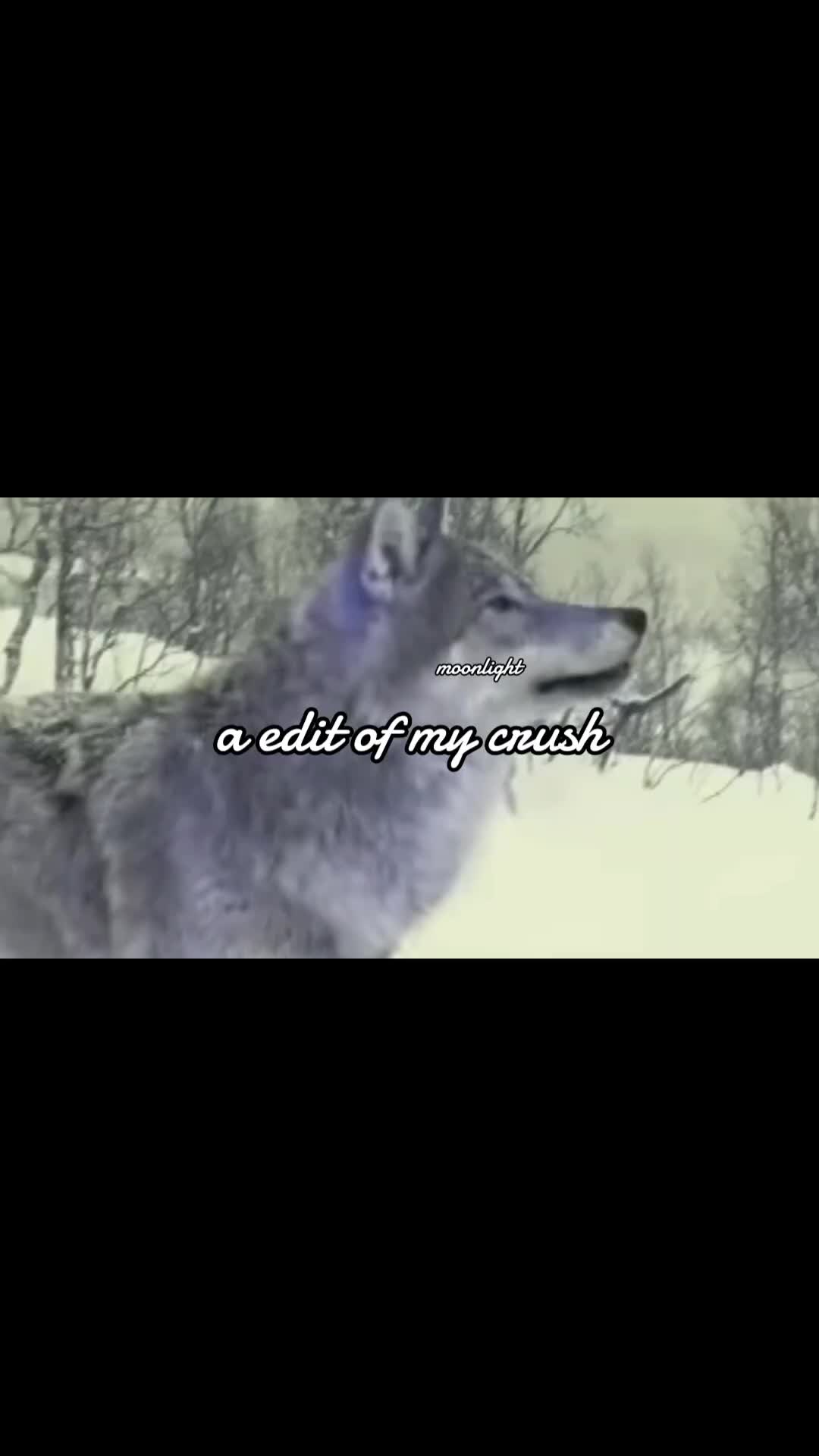 @💜🐺moonlight🐺💜