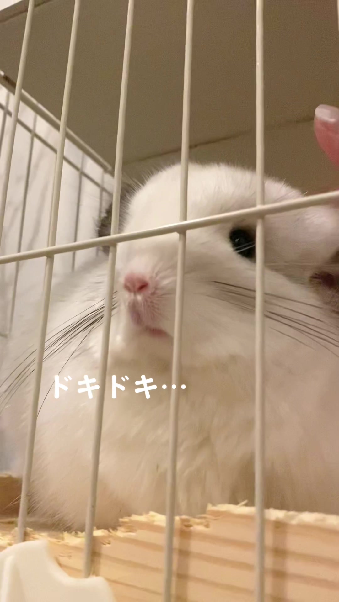 @アンゴラチンチラの雨くん