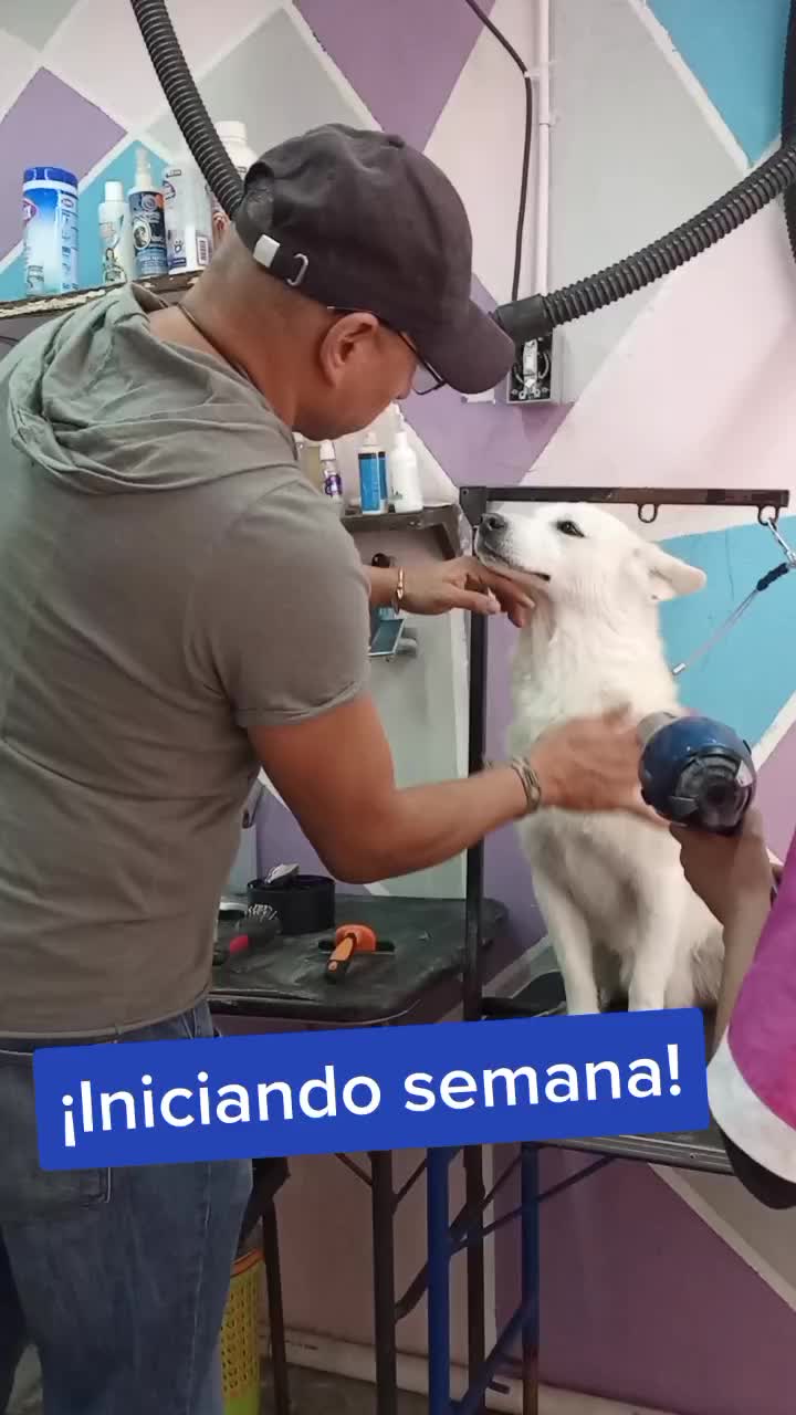 @🐶Consentidogs🐶