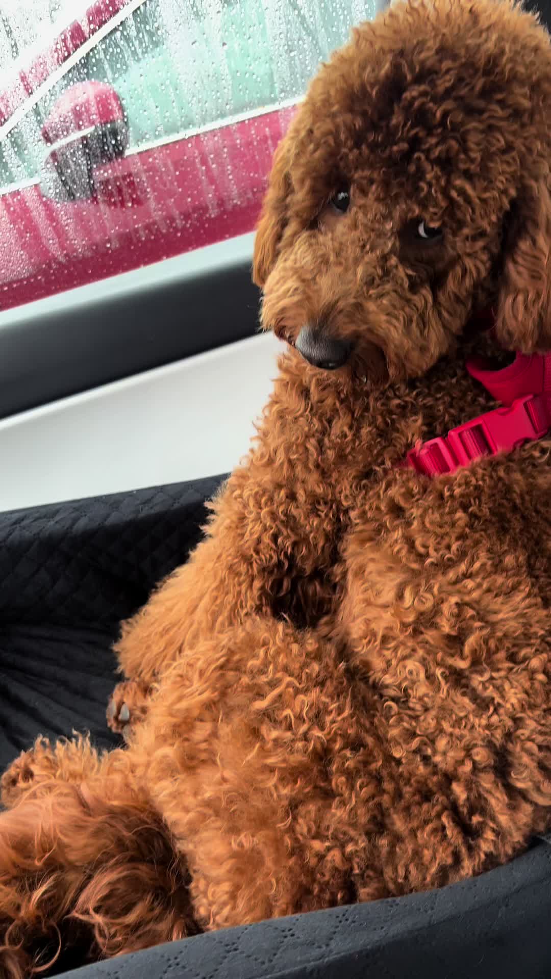 @Mocha | Mini Goldendoodle 🐾