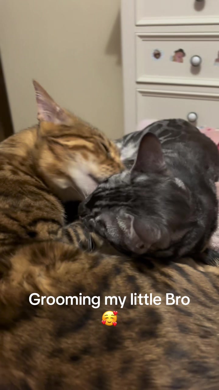 @TiggerthebrownBengal🇦🇺