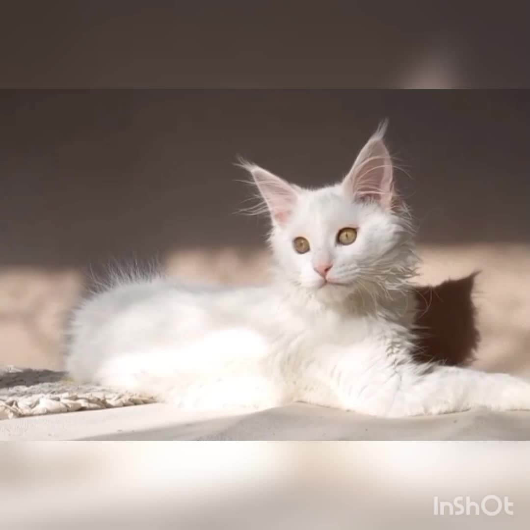 @Сашуля Милашка