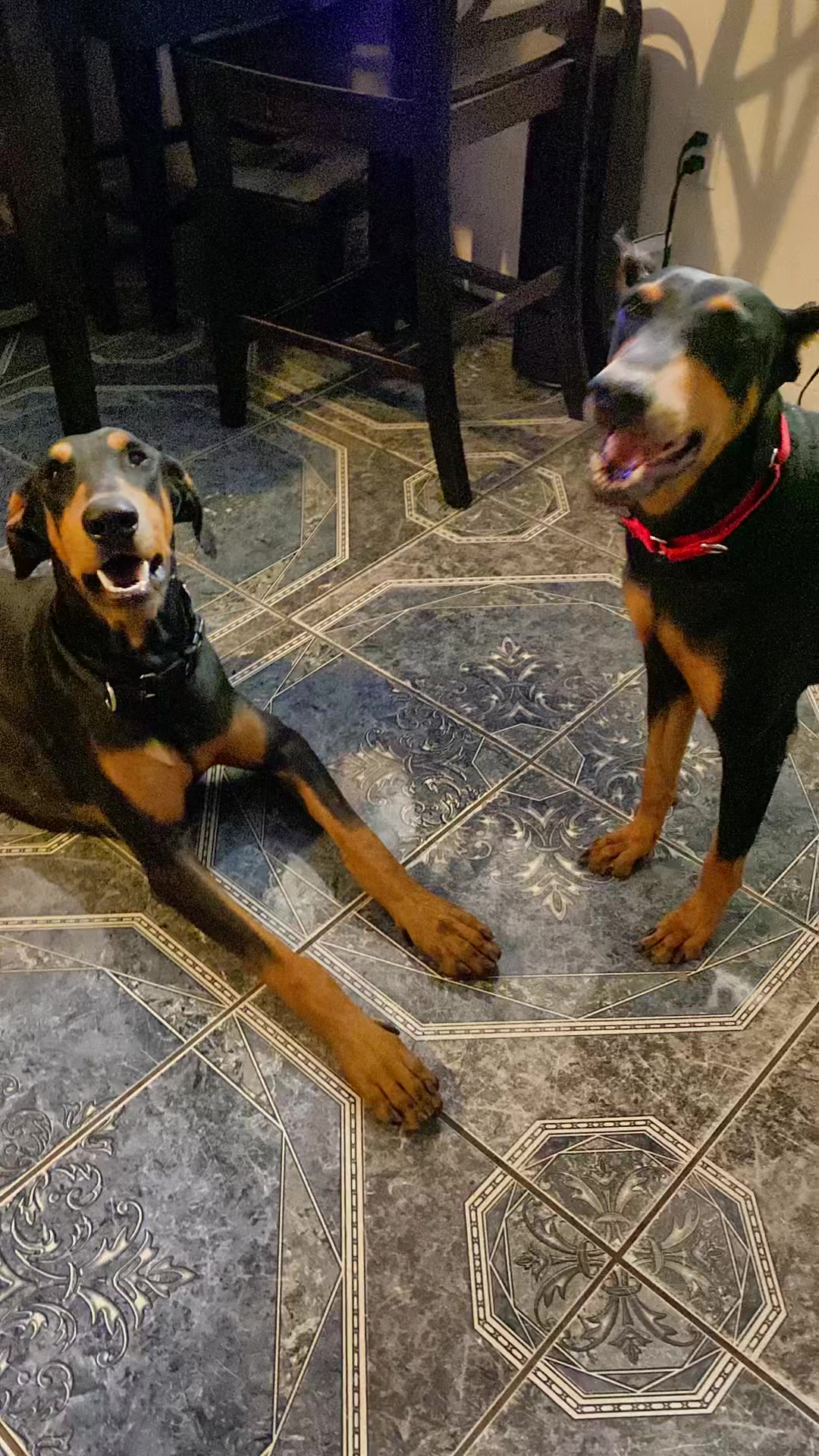 @blessed_dobies
