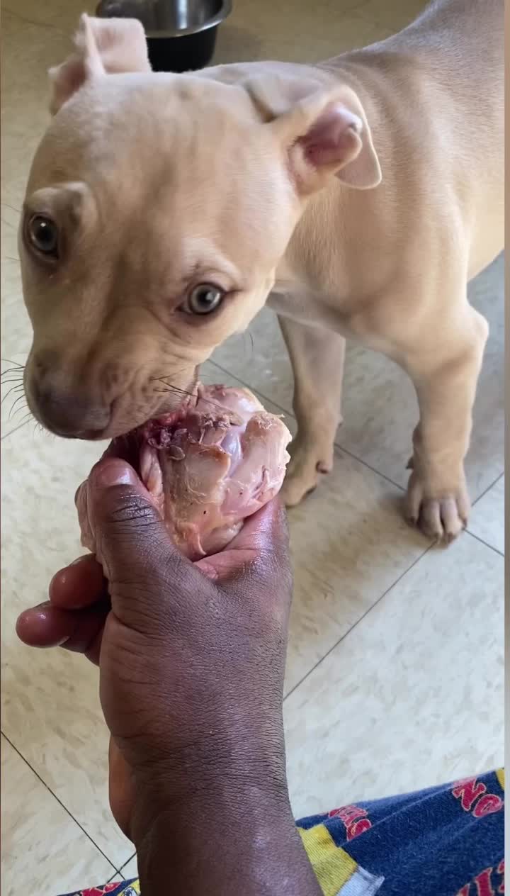 @davincitheamericanpitbull