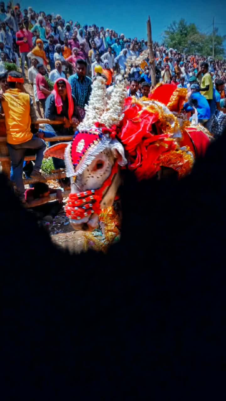 @sachin bull