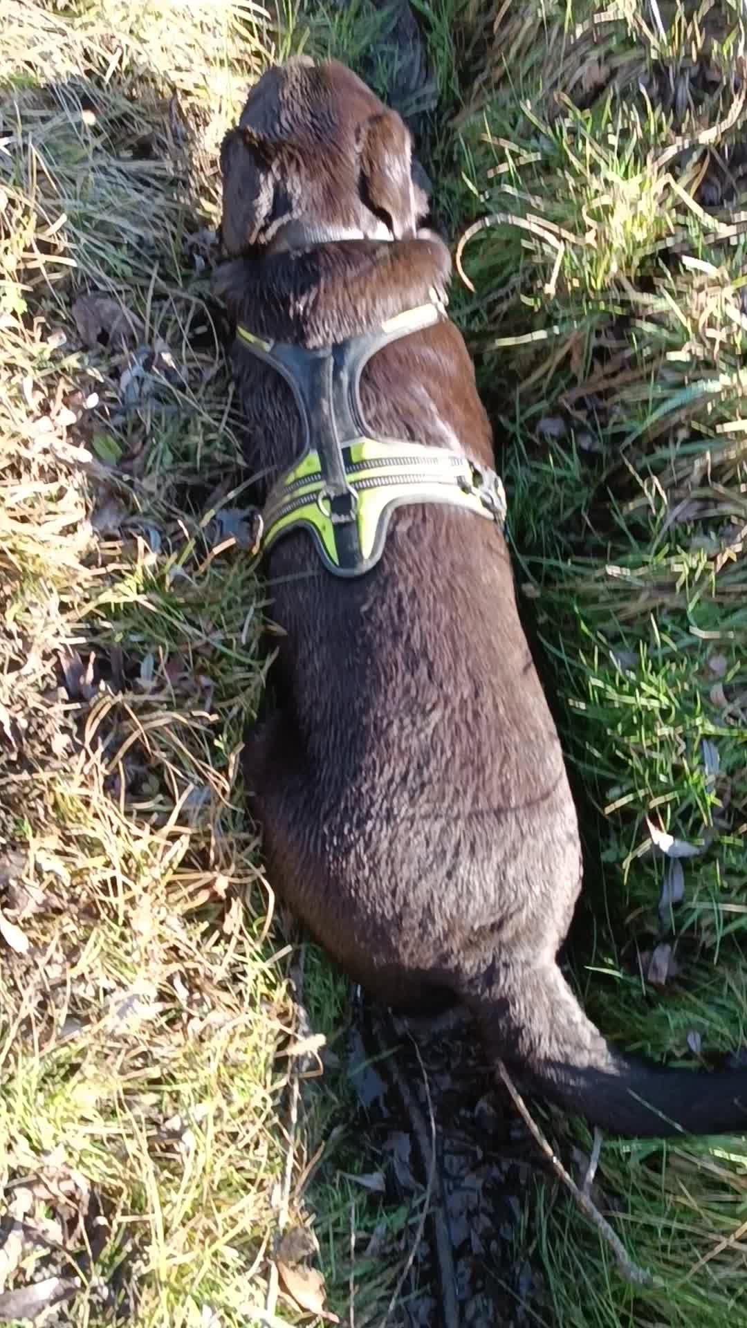 @Micol dogsitter varese