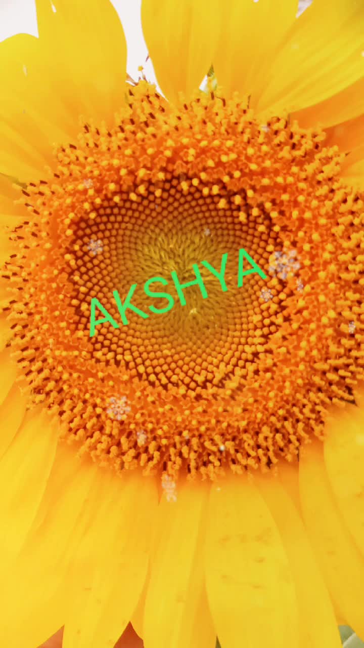 @Akshya Bag