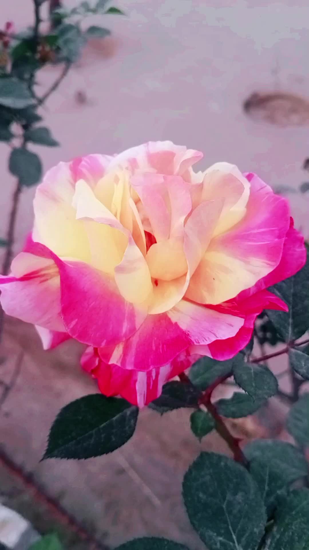 @💞Only_Flowers💞