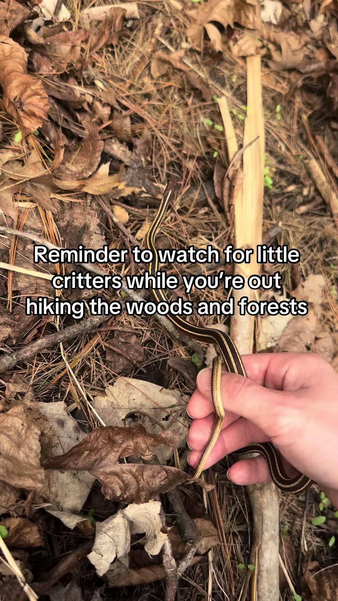 @ten🐍