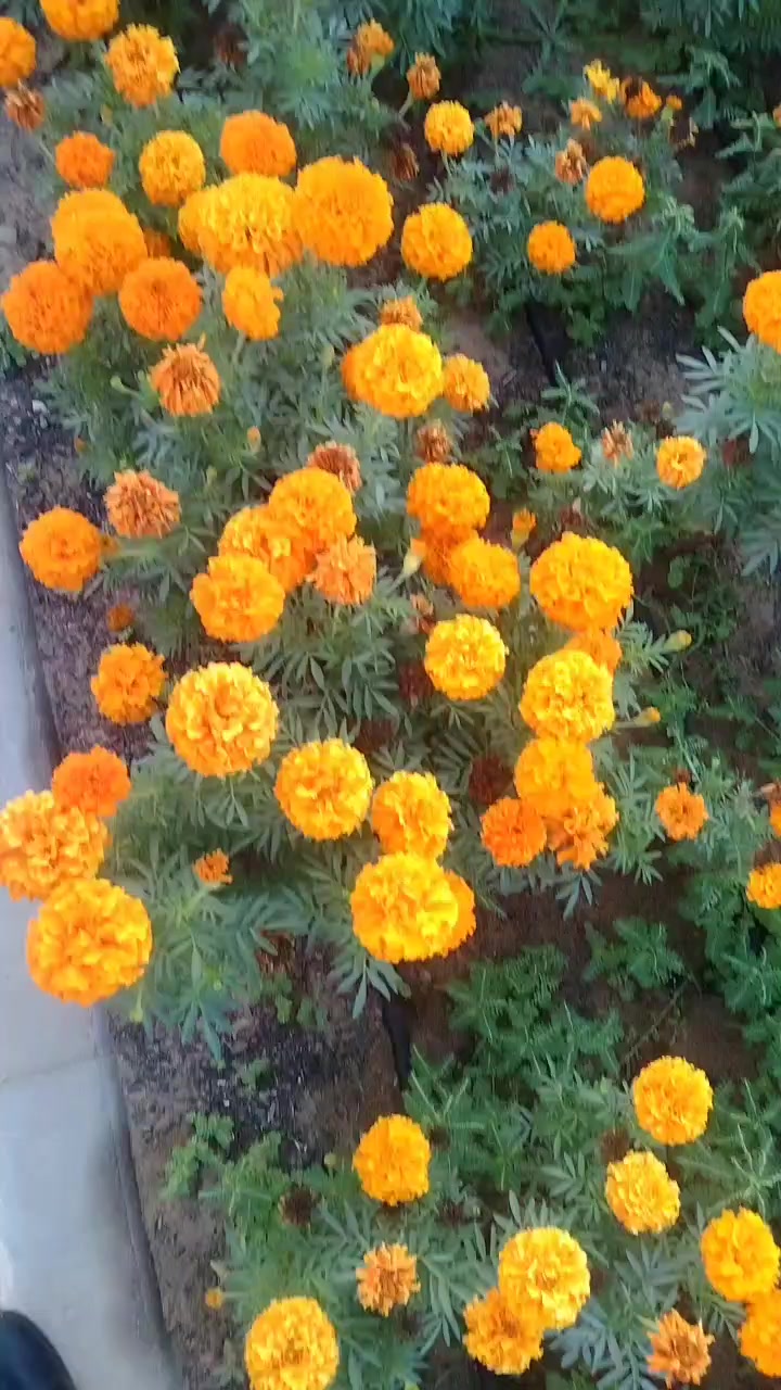 @Ayub_Vlogger