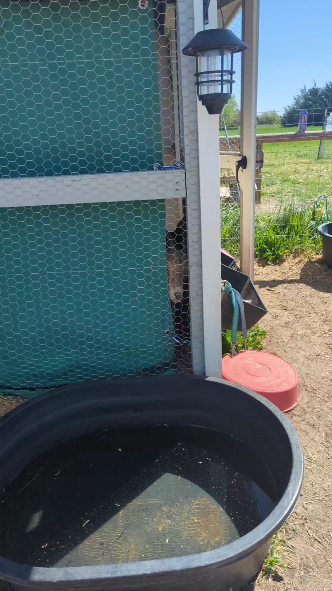 @megz_eggz_chickens