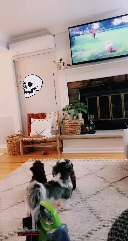 @Shih Tzu family adventures
