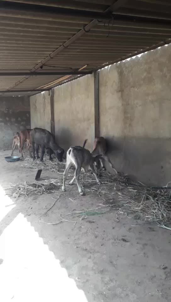 @પ્રભુભાઈ ભાડકા