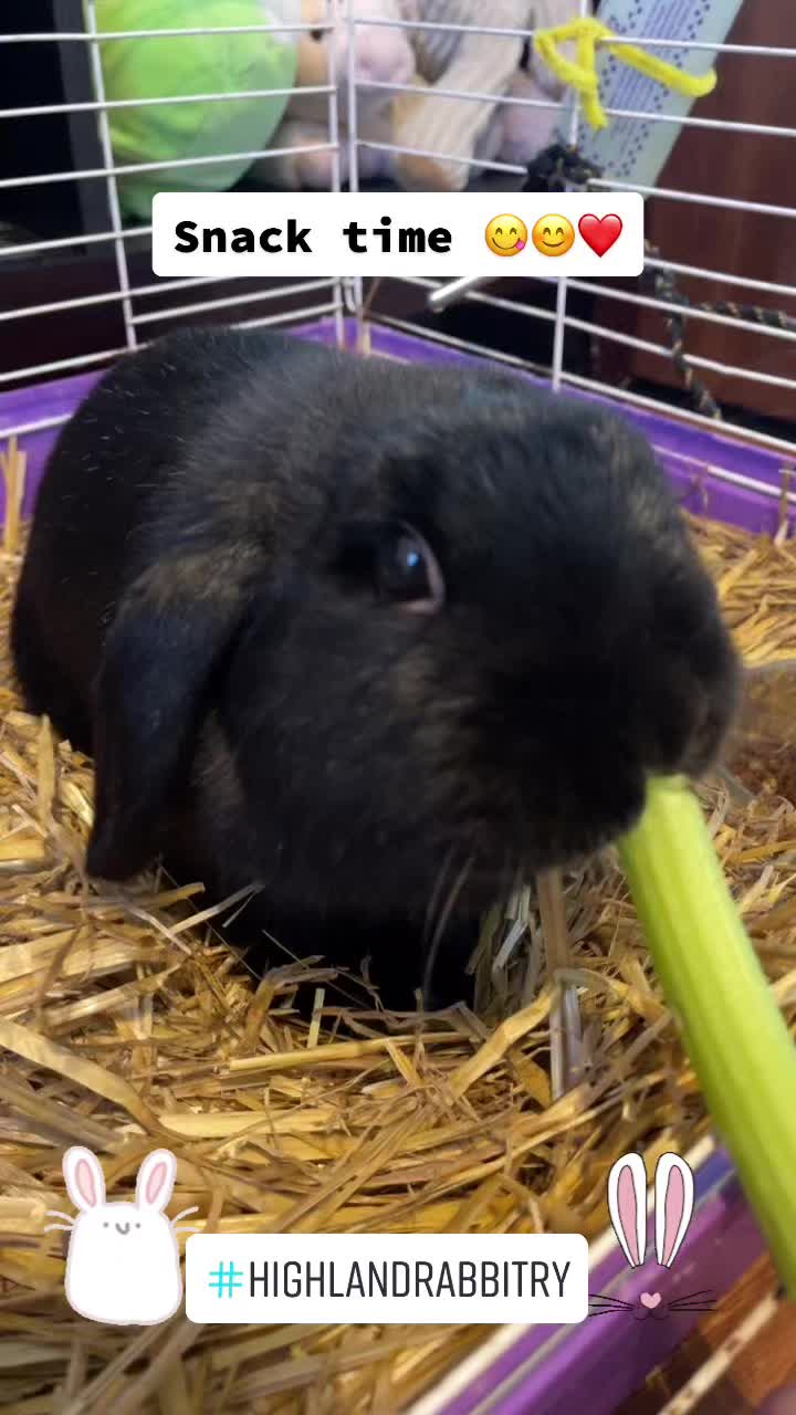 @HighlandRabbitry