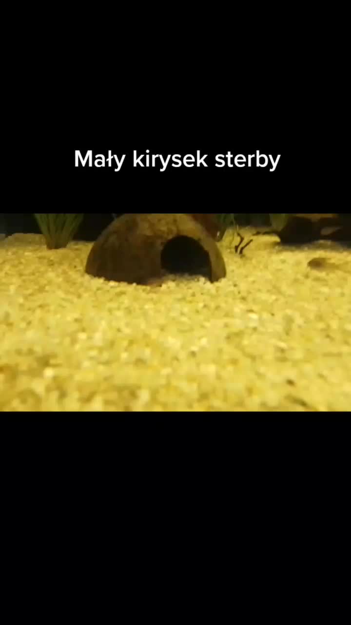 @🐟Mój wodny świat🐟