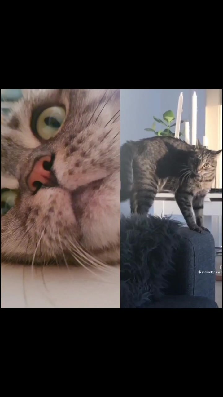 @the coconutkitty