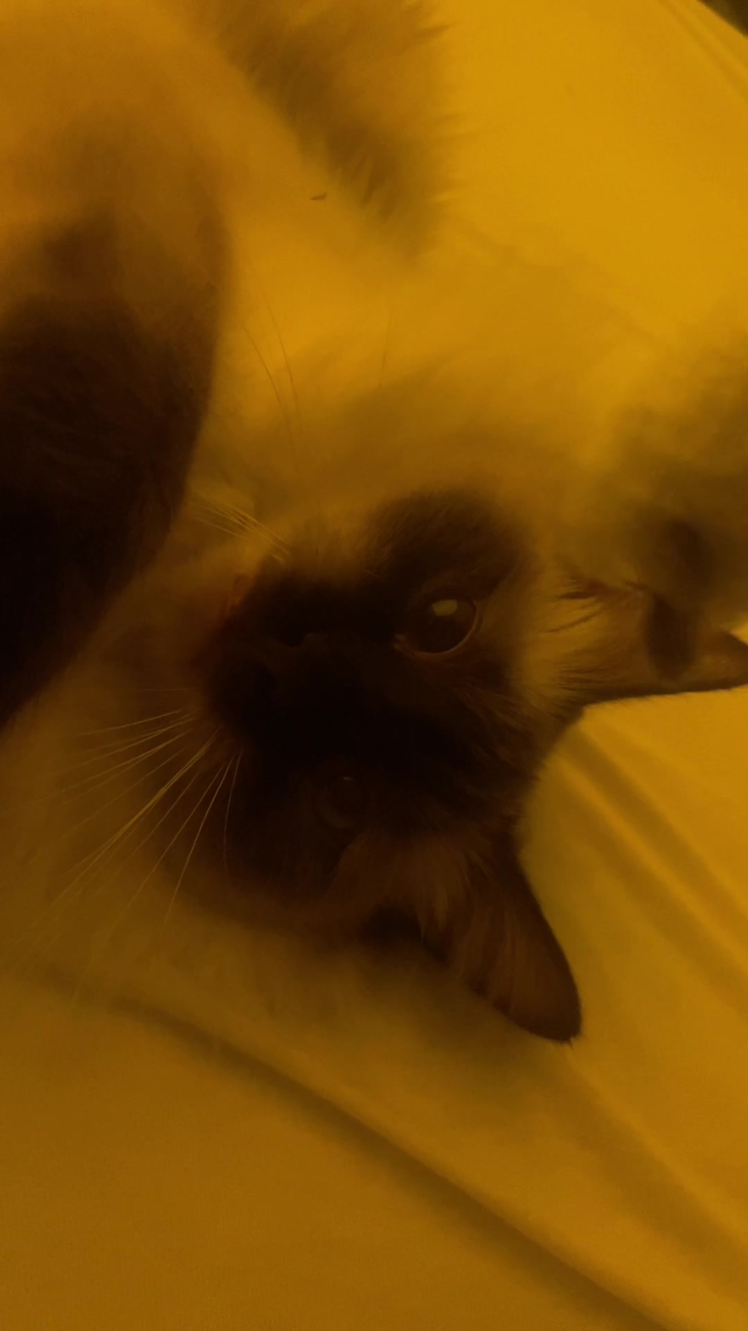 @brunokitten