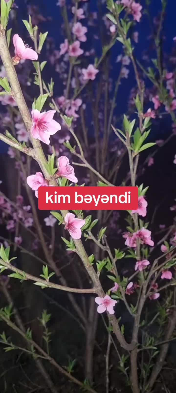 @꧁𝐍𝐀𝐌𝐈𝐐 ꧂