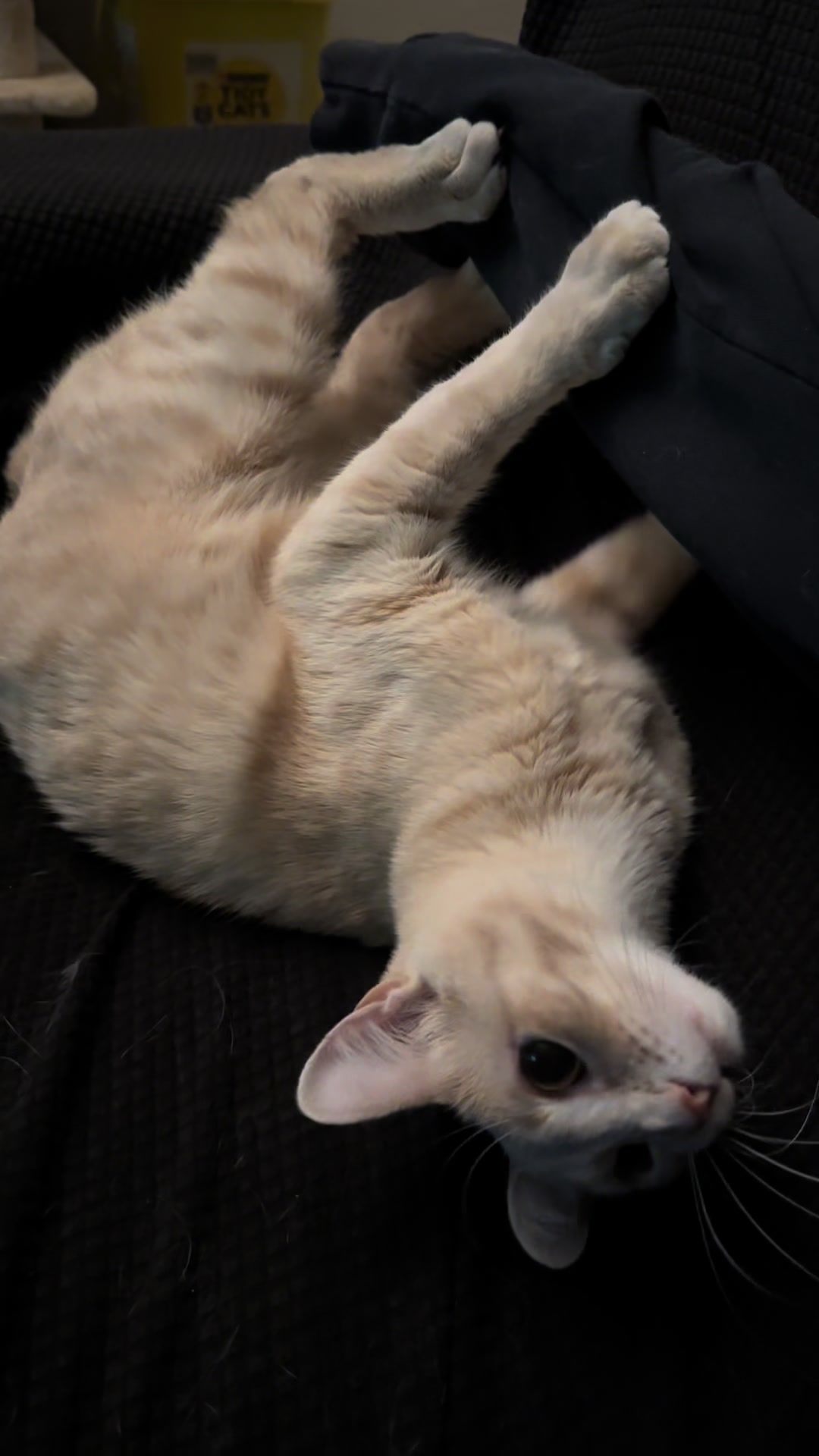 @roti_the_cat