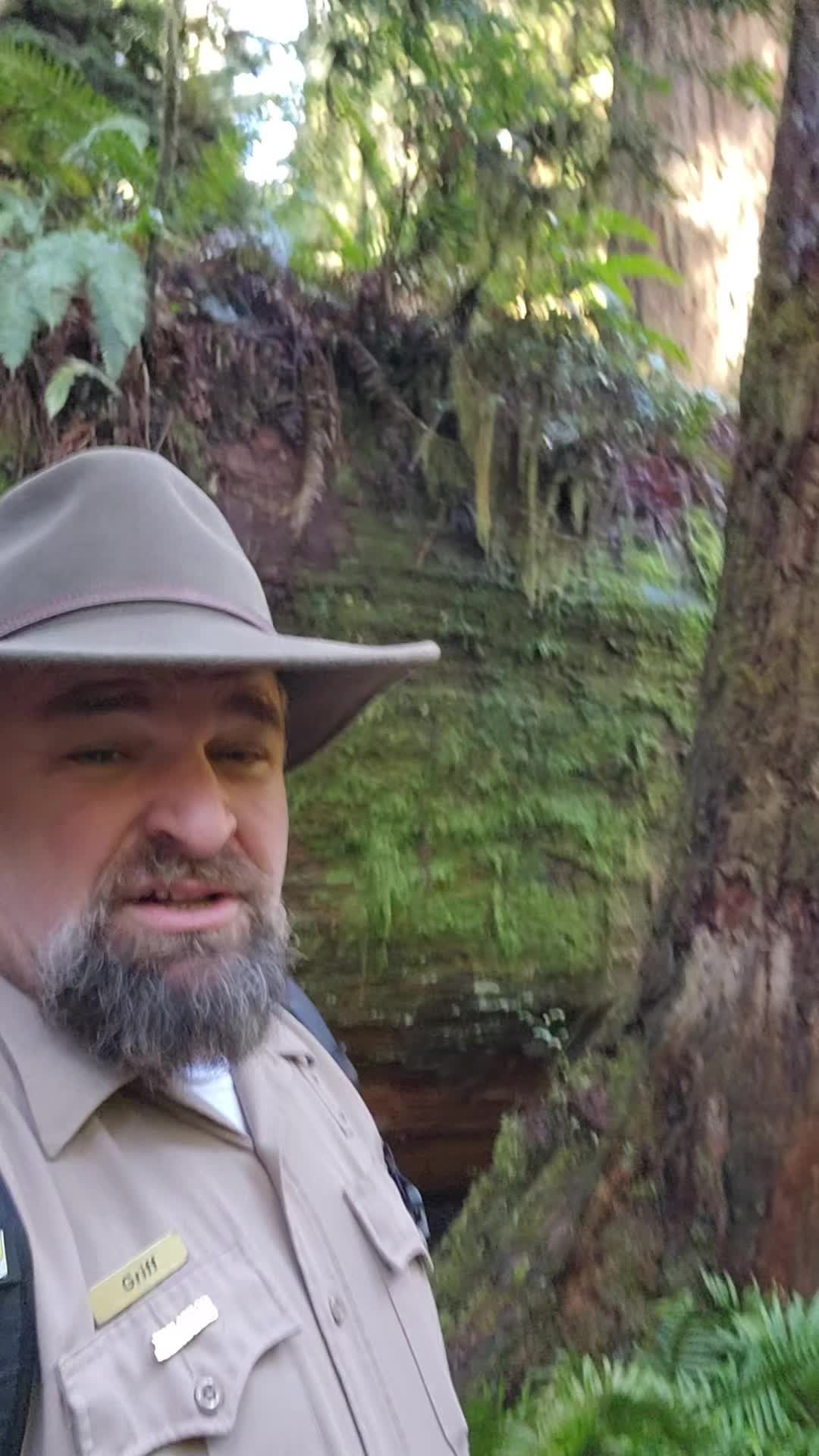 @Redwoods Rising