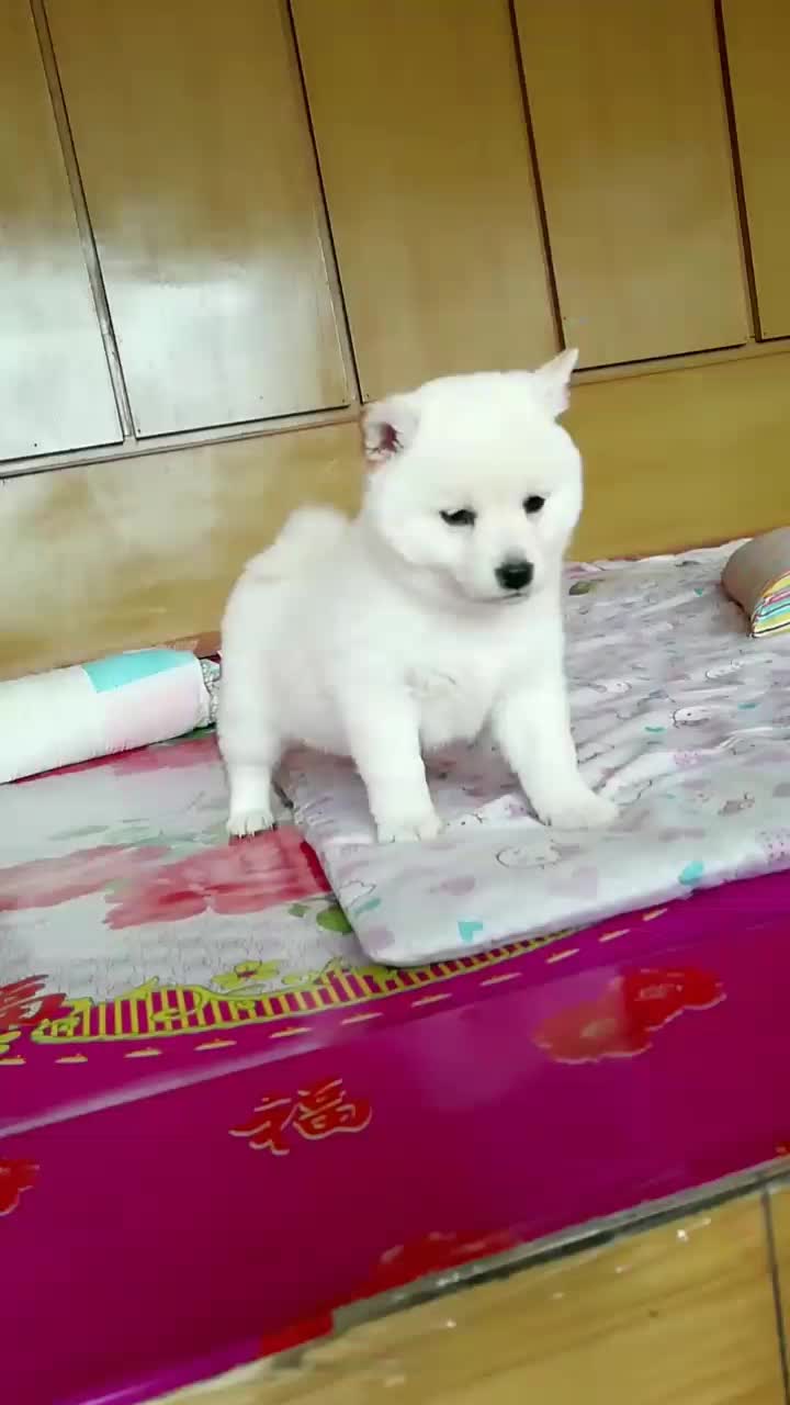 @chenyang