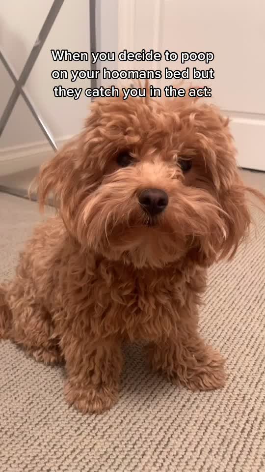 @⚡️Cutest puppy on planet earth