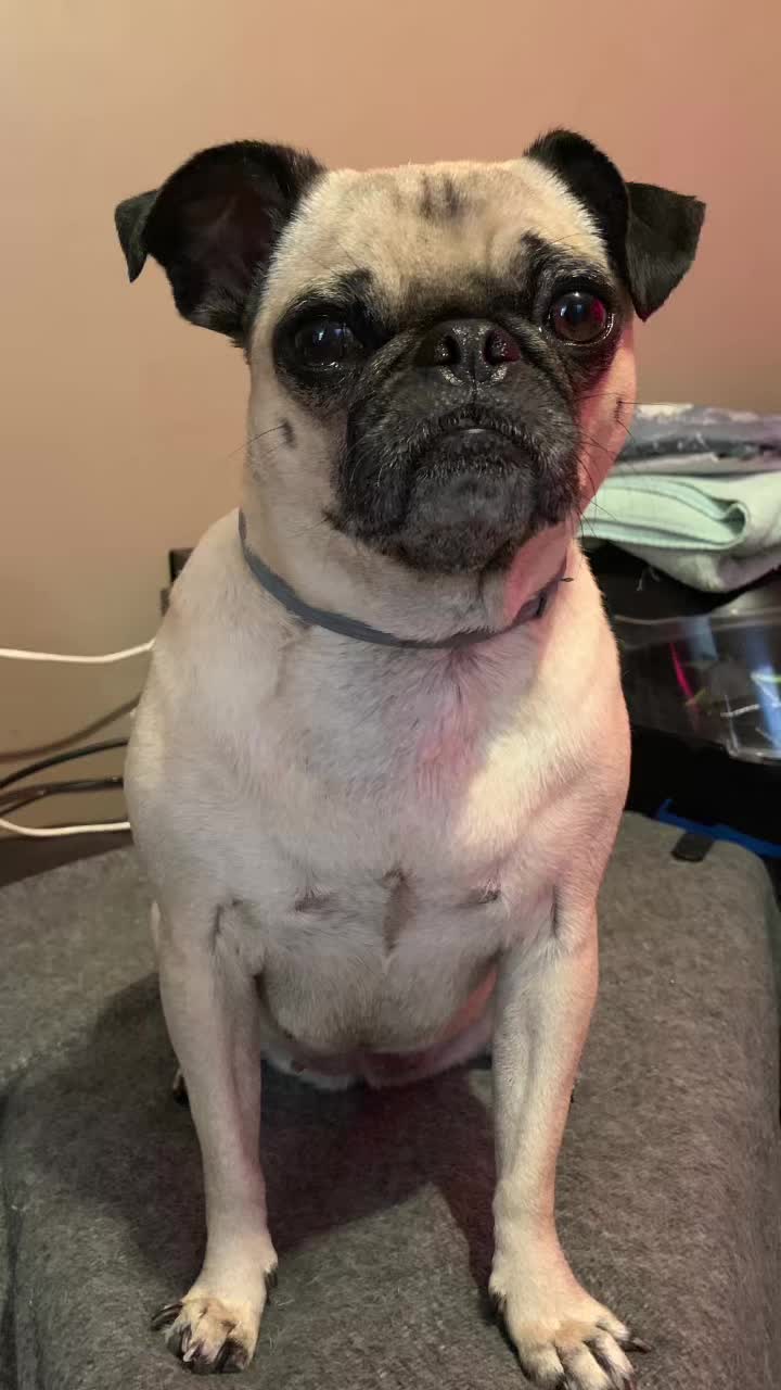 @En Memoria de Ninna Pug