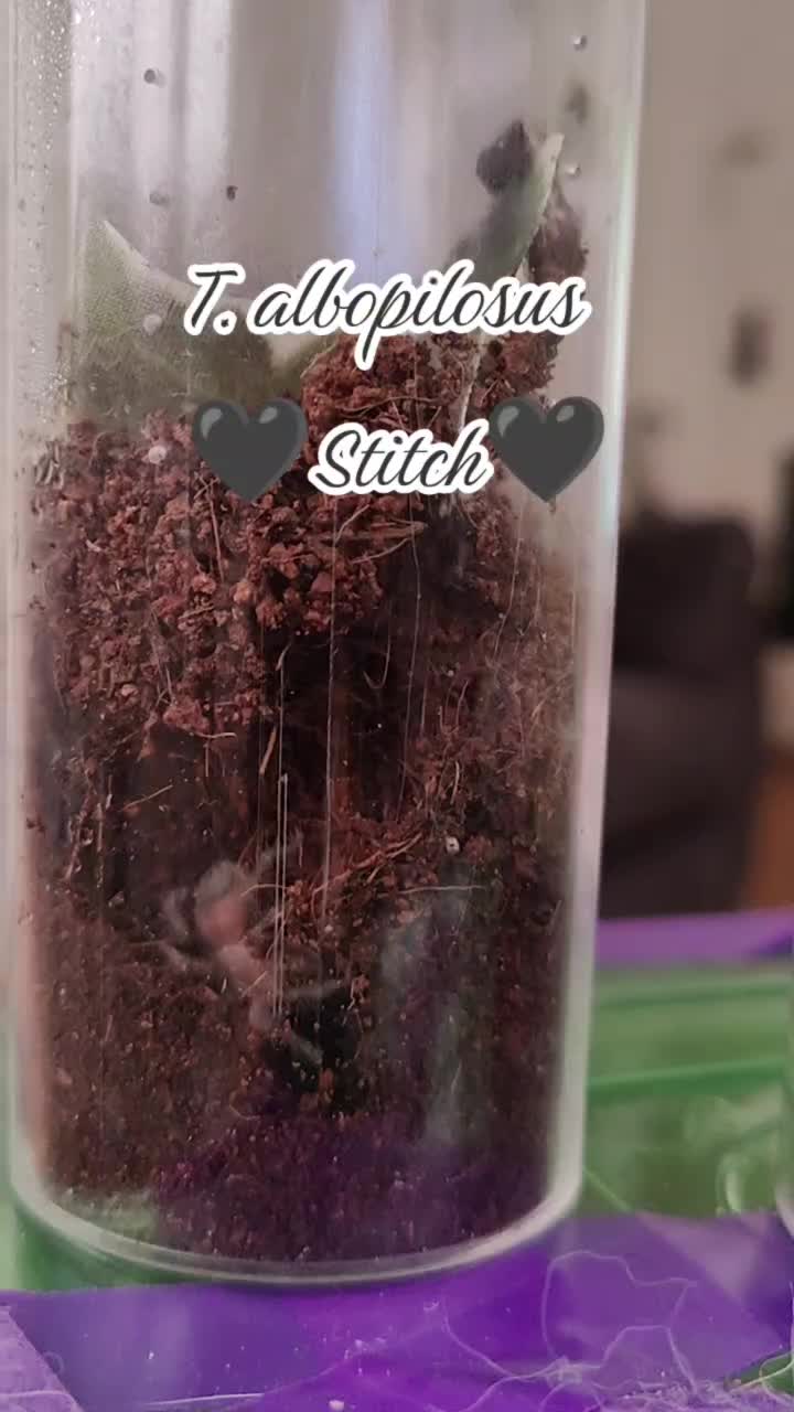 @💀🕷️👻Zaraiya👻🕷️💀