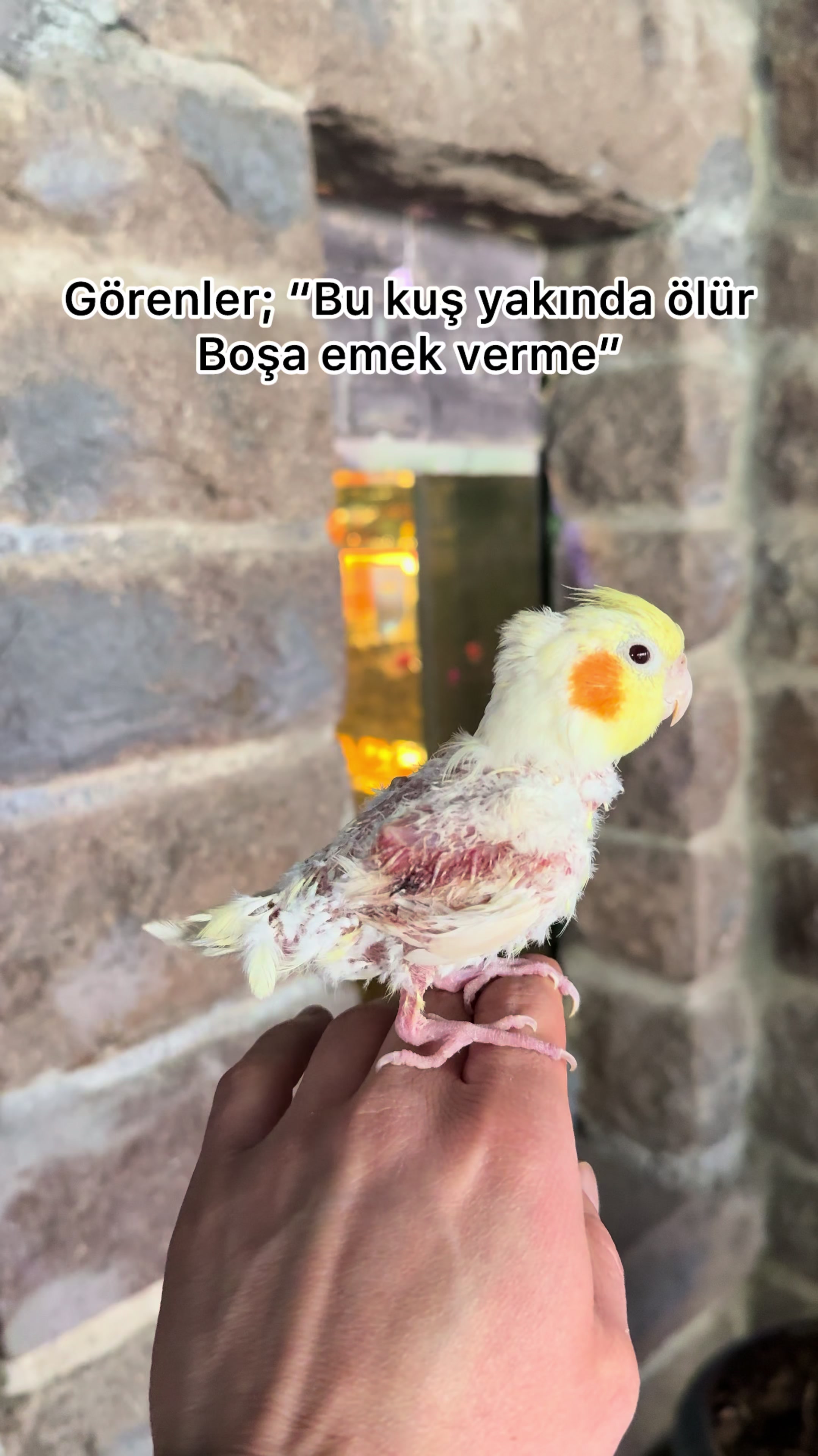 @Mehmet Gezen