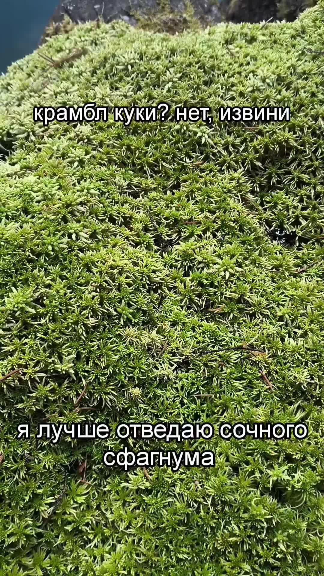 @[@] shishkarda 𔓘