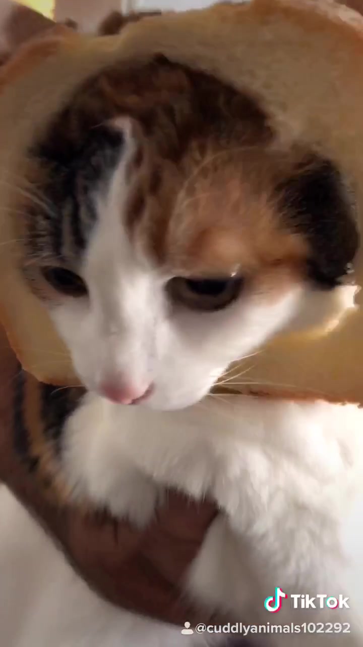 @cuddlyanimals1022