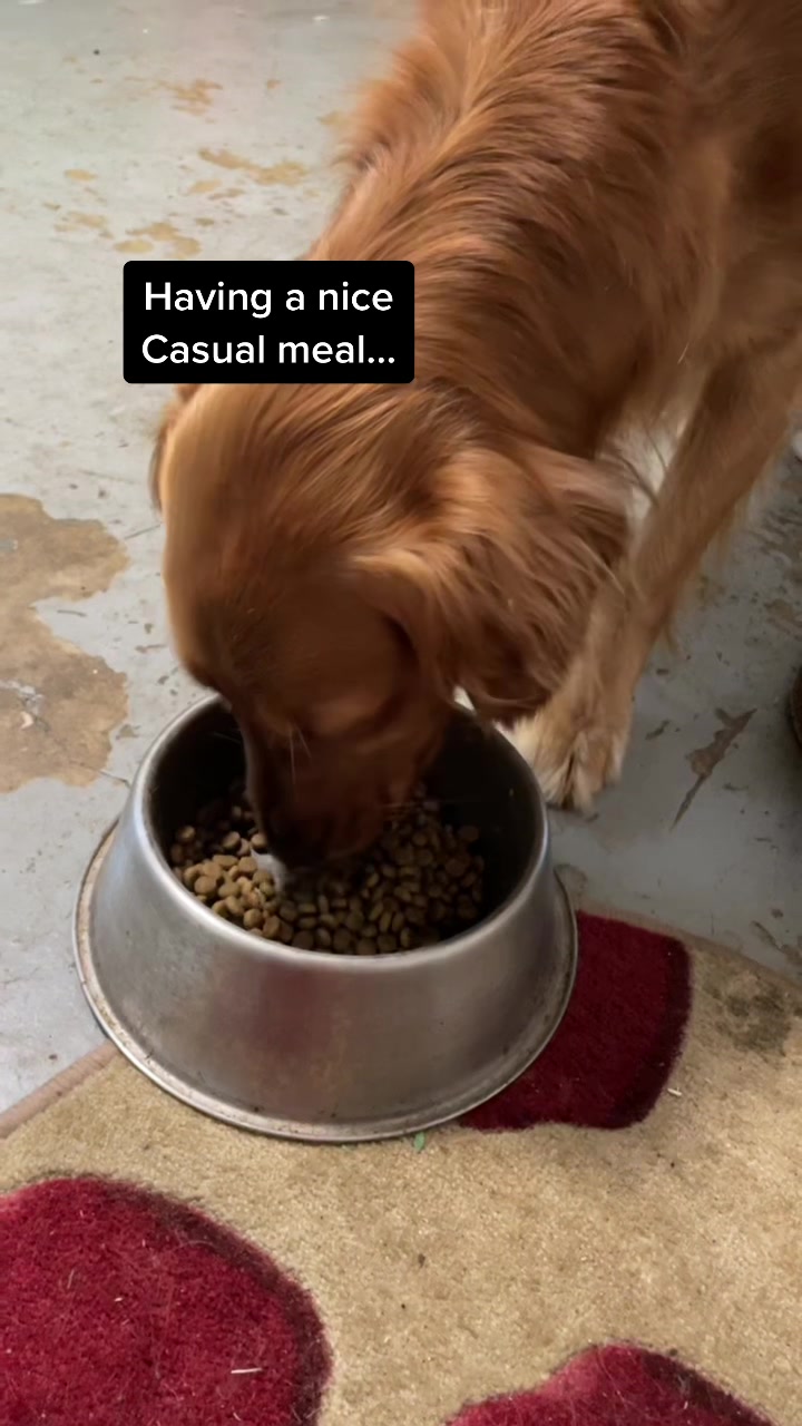 @Koda the Golden