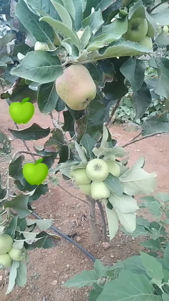 @Manu Rohith