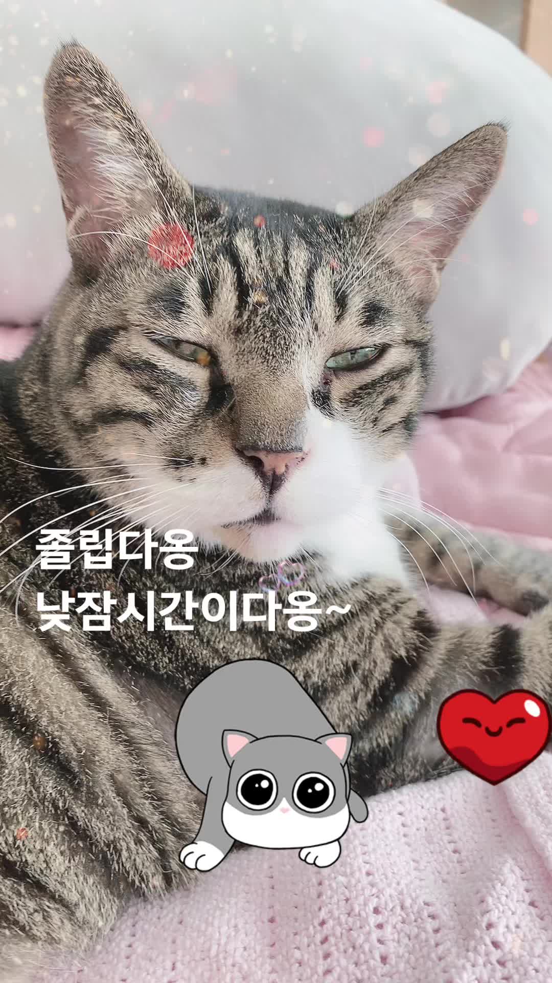 @lifewithkitty