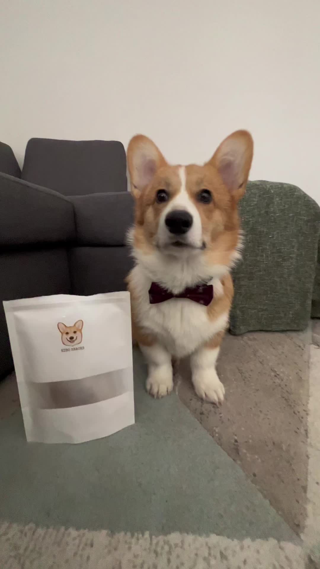 @Monty the Pembroke Welsh Corgi