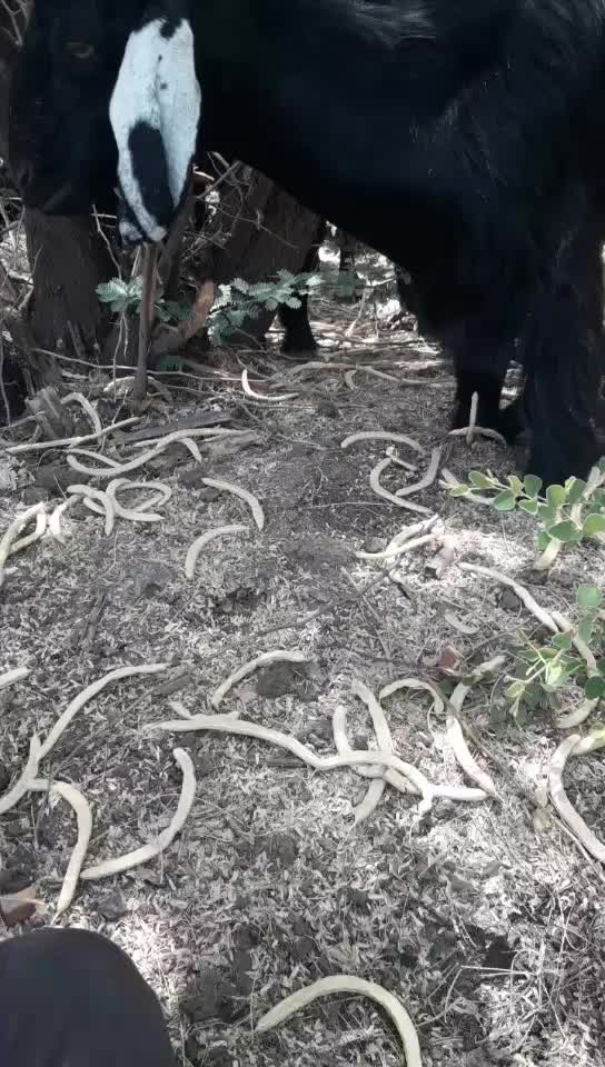 @પ્રભુભાઈ ભાડકા